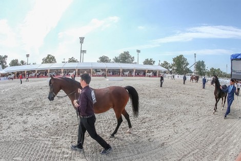 النتائج النهائية لبطولة أبوظبي الدولية لجمال الخيول العربية 2019
