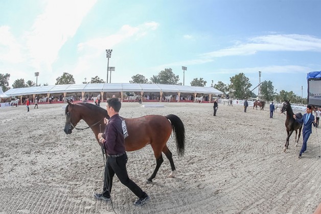 النتائج النهائية لبطولة أبوظبي الدولية لجمال الخيول العربية 2019