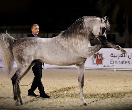 «سانداون» لمربط الصقران يحقق ذهب ابوظبي 2019 وأعلى نقاط في البطولة