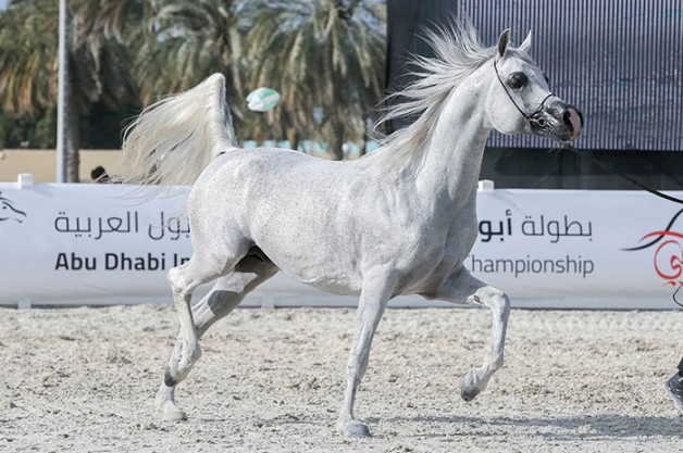 سيطرة إماراتية فريدة .. على القاب دولية أبوظبي 2019