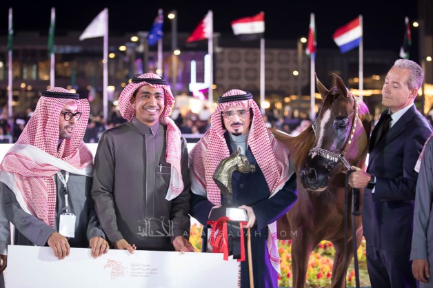 The final results of the Asharqia Arabian Horse Classic 2019