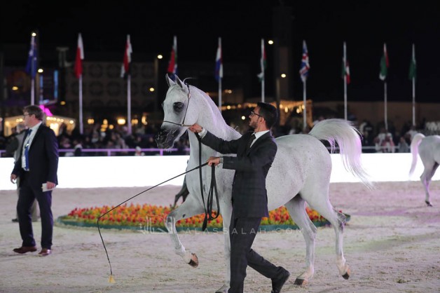 Results for the first day of the Gulf Straight Egyptian Arabian Cup 2019