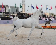 صور مقتطفة من اليوم الختامي لبطولة كأس الخليج للخيل المصرية 2019