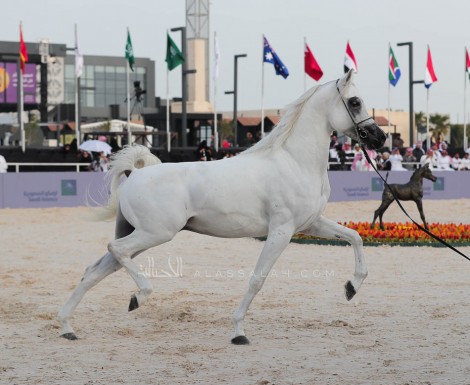 صور مقتطفة من اليوم الختامي لبطولة كأس الخليج للخيل المصرية 2019