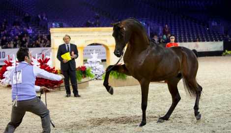 ردود أفعال واسعة لتأهل”كحيل الشقب” لبطولة العالم لجمال الخيل بفرنسا