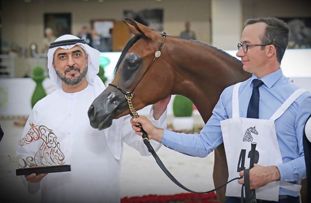 نتائج اليوم الأول لمهرجان الشارقة الدولي للجواد العربي 2019