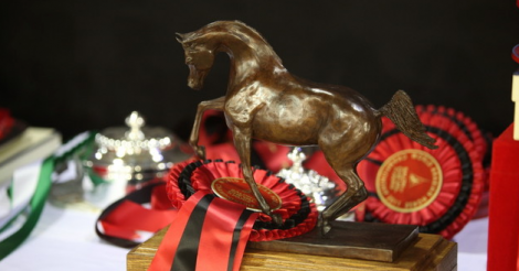 (الخالدية).. أينما حلت يهتز تحت (حوافرها) الذهب