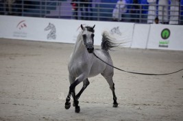 مهرجان الشارقة للجواد العربي – السلالة المصرية – ينطلق غد الخميس