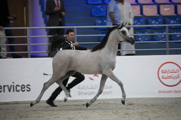 “طفلة الزبير” تتألق بمهرجان الشارقة الدولي وتحصل على برونزية المهرات عمر سنة