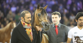 (سواهي) تكتسح المهرات.. و(غزالة) وماجوار تغتنمان الفضة