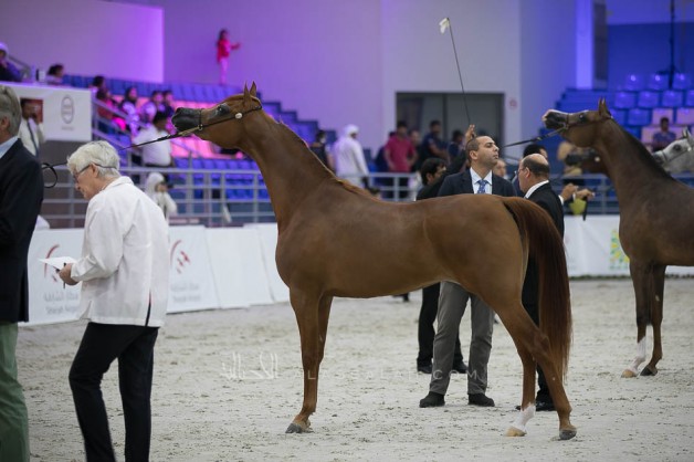 النتائج النهائية بالصور لمهرجان الشارقة الدولي للجواد العربي 2019