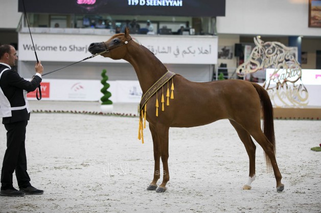 Double Gold for Al Bidayer Stud to bring down the curtain at the Sharjah International Arabian Horse Festival