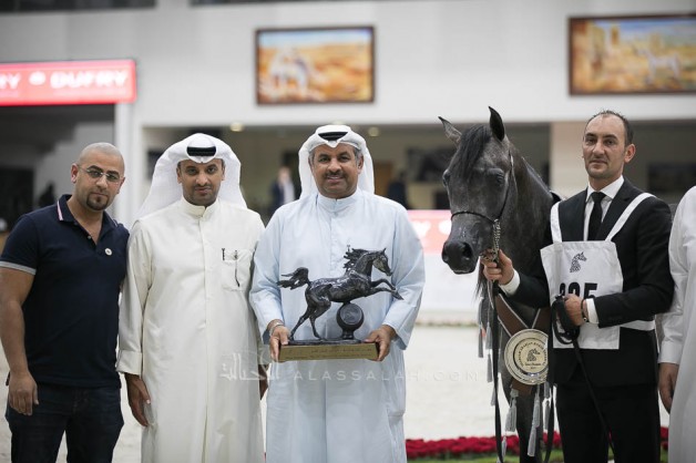 EKS Farajj for AL Khashab Stud claims the silver in the Sharjah International Arabian Horse Festival