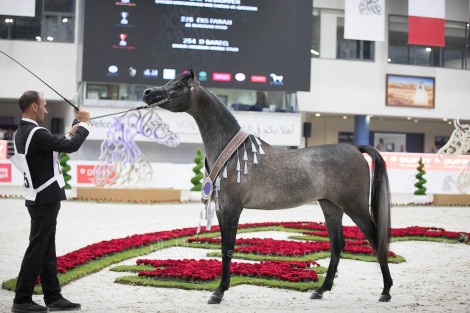 صور مقتطفة من اليوم الختامي لمهرجان الشارقة الدولي للجواد العربي 2019