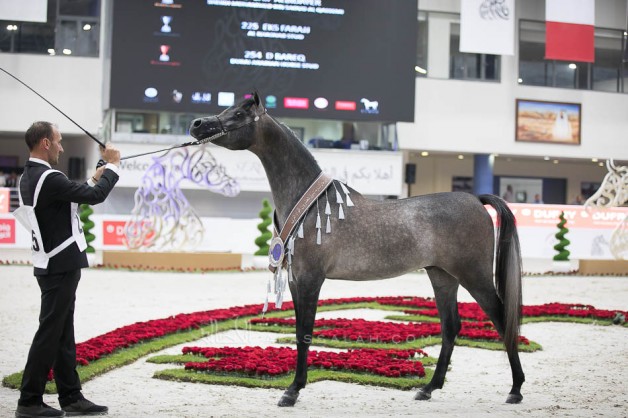 صور مقتطفة من اليوم الختامي لمهرجان الشارقة الدولي للجواد العربي 2019