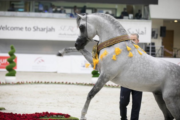Sharjah International Arabian Horse Festival 2019 FINAL RESULTS with Photos