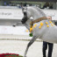 Sharjah International Arabian Horse Festival 2019 FINAL RESULTS with Photos
