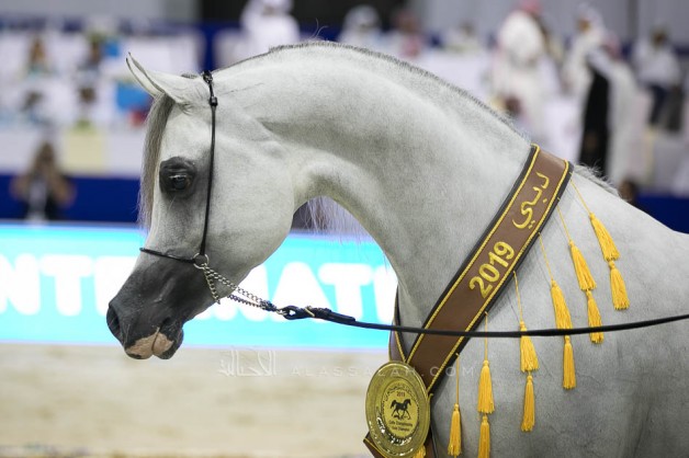 Final results with photos of the Dubai International Arabian Horse Championship 2019