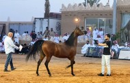 «التنهاة» يحقق مجموع 1.7 مليون ريال في مزاده الـ 77 للخيل العربية الأصيلة