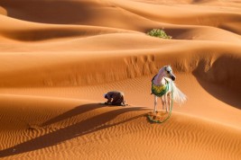 الخير في الخيل .. طربٌ وجمال!