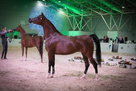 موسم 2019.. جدولة لم يسبق لها مثيل.. ثم إحباط وإلغاء وتأجيل..!