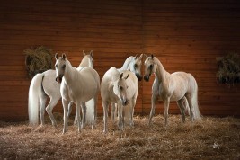 جالت الفرس.. حين نزول الملائكة!