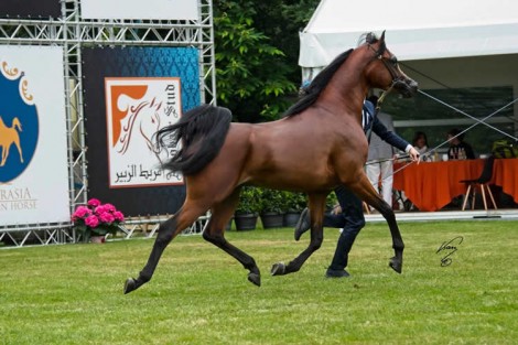 النتائج النهائية لبطولة بروجز الدولية 2019 لجمال الخيل العربية