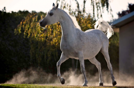 مزاد الخيول العربية في الشهامة السبت المقبل