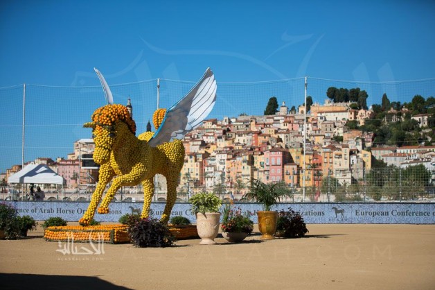 بطولة منتون الدولية لجمال الخيل العربية 2019 تنطلق اليوم بفرنسا 