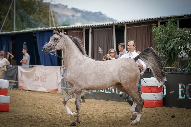 صور مقتطفة من اليوم الأول لبطولة منتون 2019 لجمال الخيل العربية الأصيلة