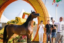 التحفة الفنية “ايرالدا” تهدي إسطبلات الشراع فضية المهرات ببطولة منتون 2019