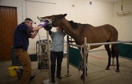 استنكار واسع من ملاك الخيل على قرار اغلاق العيادات البيطرية من غير إيجاد بديل