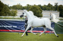 النتائج النهائية لبطولة كأس العالم لمنظمة الجواد العربي شانتلي 2019