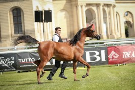 فضية وبرونزية لمربط عجمان في كأس العالم شانتييه ٢٠١٩