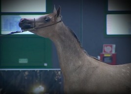 شداد البداير يواصل تألقه وينال فضية فرانكورشامبس 2019 الدولية