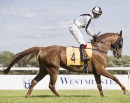 خيول مزرعة الخالدية تتألق في بولندا وتحزر ثلاثية