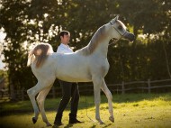 خيول «السيد» تخطف الأضواء وتحقق ذهبيتان وفضية في بطولة المملكة المتحدة 