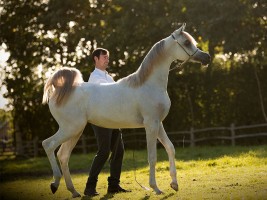 خيول «السيد» تخطف الأضواء وتحقق ذهبيتان وفضية في بطولة المملكة المتحدة 