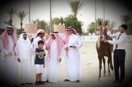 النتائج النهائية لبطولة الانتاج المحلي الثامنة 2019 للخيل العربية الأصيلة