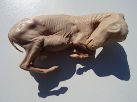 إجهاض الأفراس … انواعه واسبابه واعراضه