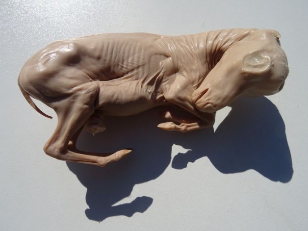 إجهاض الأفراس … انواعه واسبابه واعراضه