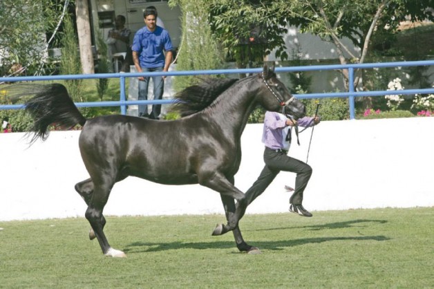 104 جواداً تتنافس في بطولة «الشرق الأوسط» للخيول العربية الأصيلة بالأردن