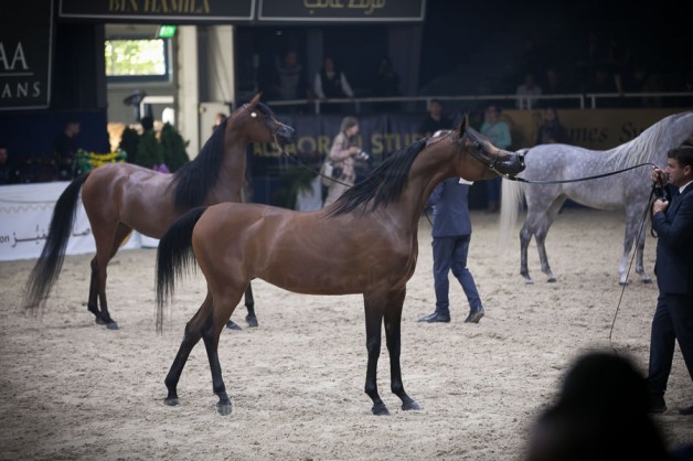 بطولة كأس كل الامم آخن 2019  لجمال الخيل العربية تنطلق غداً السبت