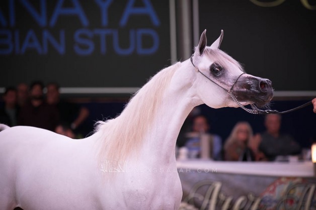 صور مقتطفة من اليوم الأول لبطولة كأس كل الأمم آخن ٢٠١٩ لجمال الخيل العربية الأصيلة