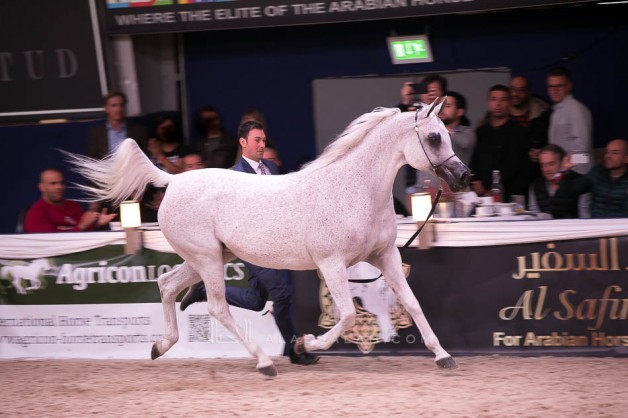 صور مقتطفة من اليوم الختامي لبطولة كأس كل الأمم آخن ٢٠١٩ لجمال الخيل العربية الأصيلة