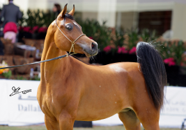 مزاد الخير … مزرعة الجنادرية