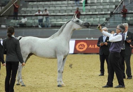 النتائج النهائية لبطولة العالم ٢٠١٩ للخيول العربية من السلالة المصرية