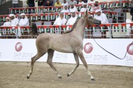 مزاد الشارقة للخيول العربية في 26 اكتوبر المقبل – قائمة الخيول المعروضة