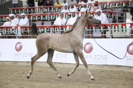 مزاد الشارقة للخيول العربية في 26 اكتوبر المقبل – قائمة الخيول المعروضة