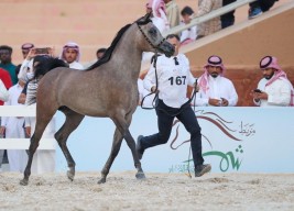 النتائج النهائية لبطولة حائل لجمال الخيل العربية 2019